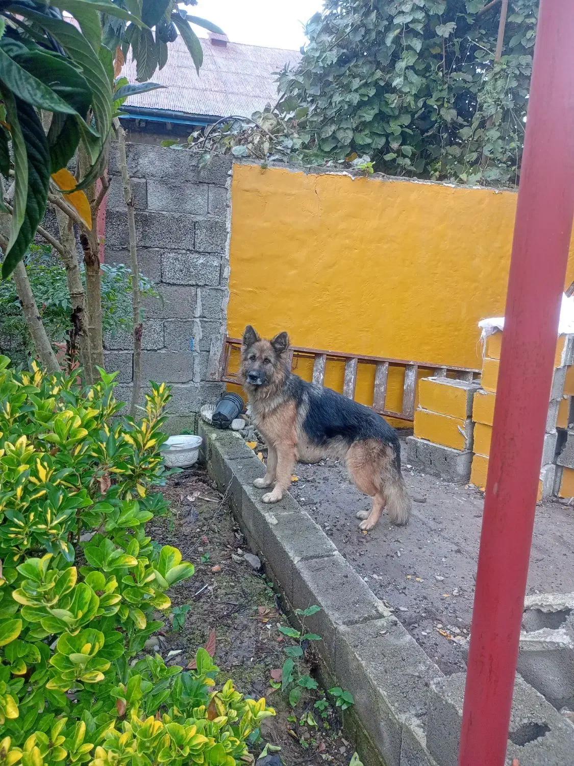 سگ ژرمن شپرد|سگ|کلاچای, |دیوار