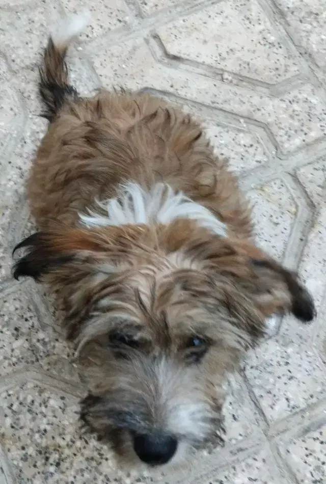 سگ پاکوتاه|سگ|گلبهار, شهر جدید گلبهار|دیوار