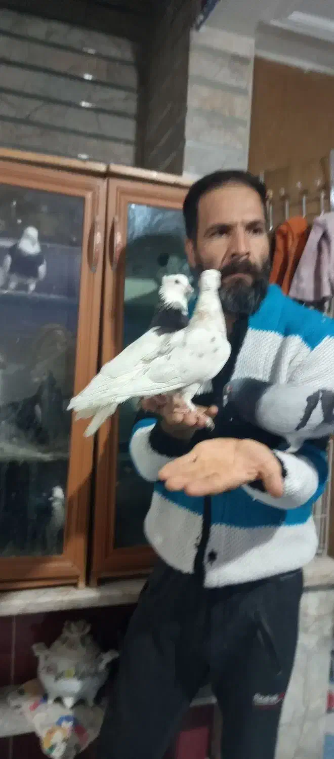 طوقی دستی دنبال موتور ماشین میاد|پرنده|شیراز, زرهی|دیوار