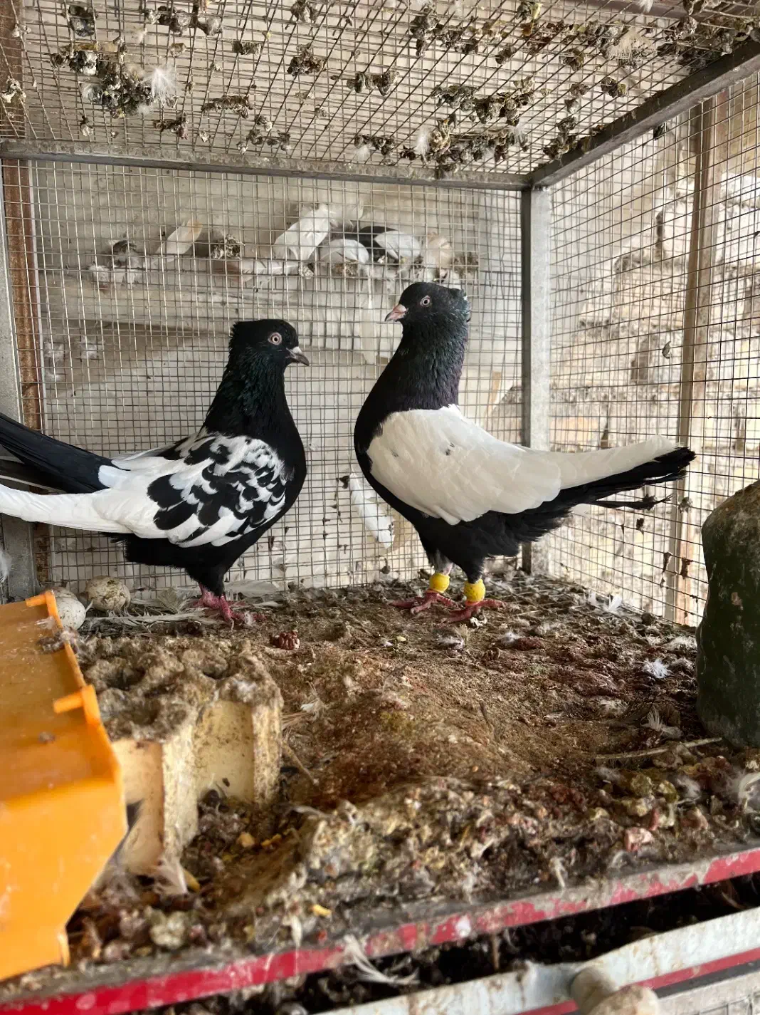 کبوتر سینه سیاه و کله سیاه|پرنده|فلاورجان, |دیوار