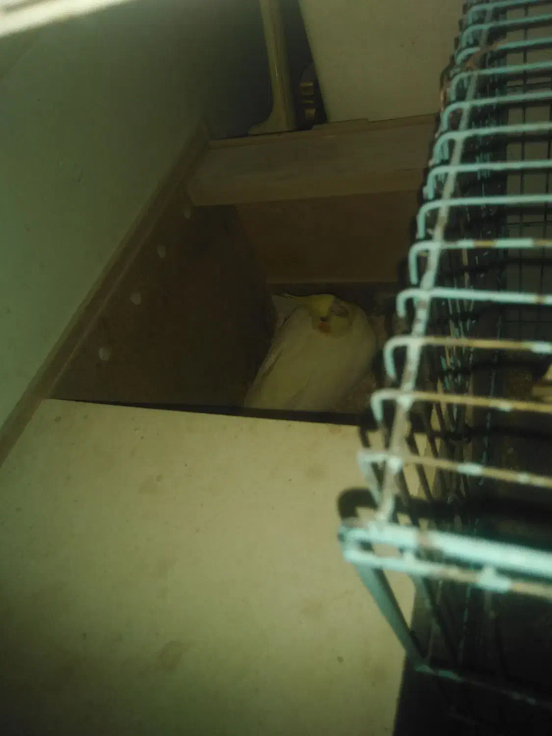 عروس هلندی ماده لوتینو با 6تخم|پرنده|اهواز, کمپلو جنوبی|دیوار