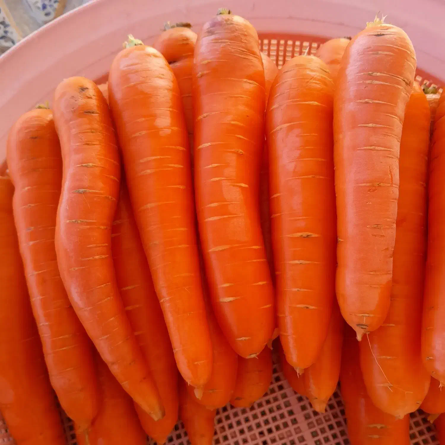 هویچ تازه|خوردنی و آشامیدنی|زاغه, |دیوار