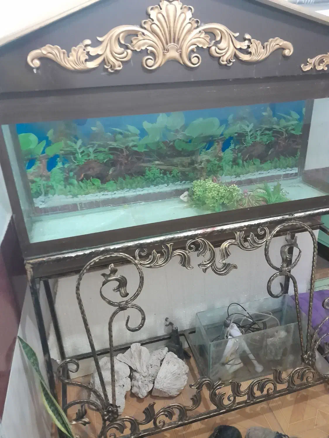 آکواریوم|ماهی|سبزوار, قصبه اب یمین|دیوار