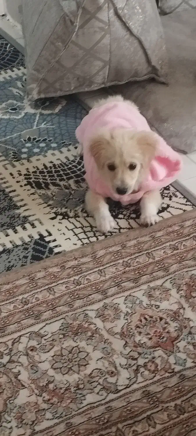 میکس|سگ|گلبهار, شهر جدید گلبهار|دیوار