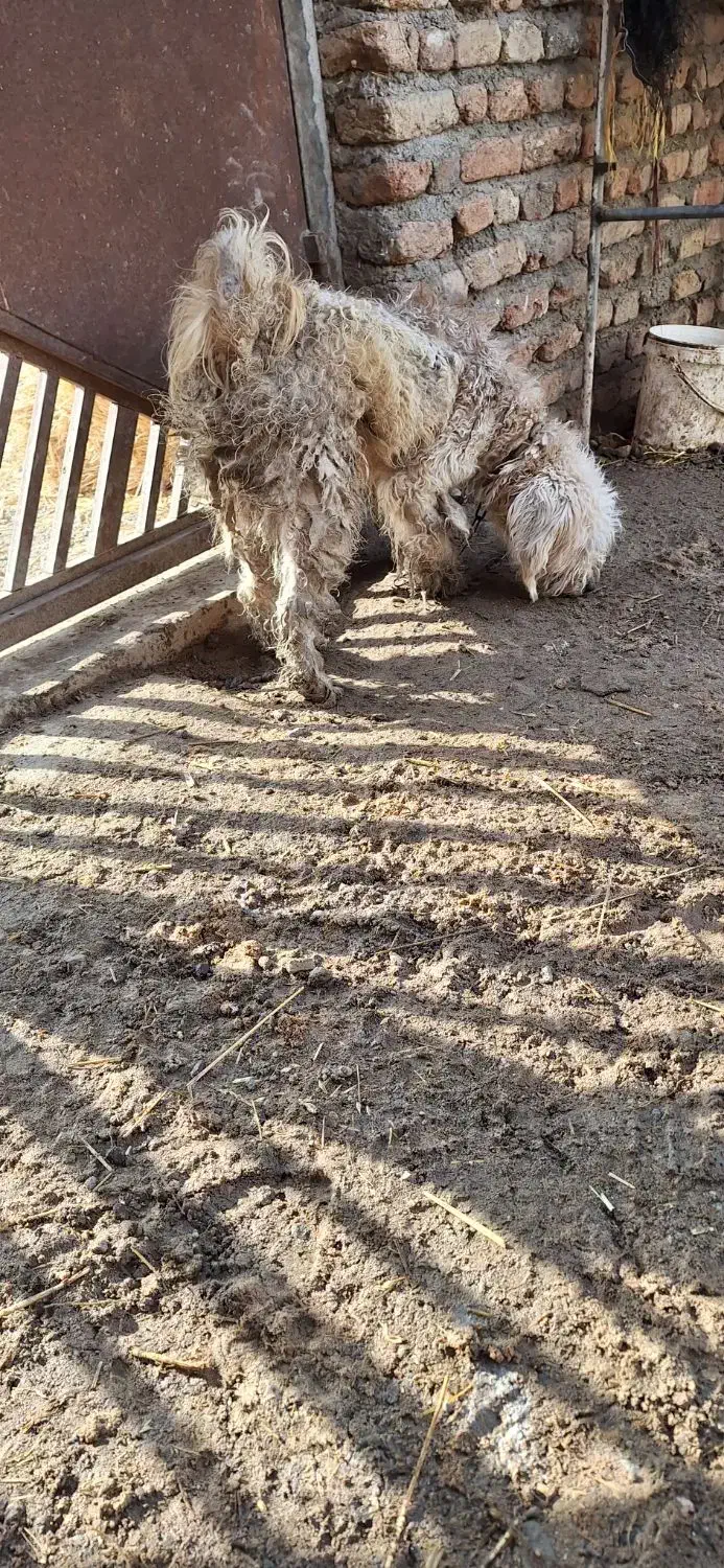 سگ پودل معاوضه باکفترومرغ وخروس|سگ|اردبیل, |دیوار