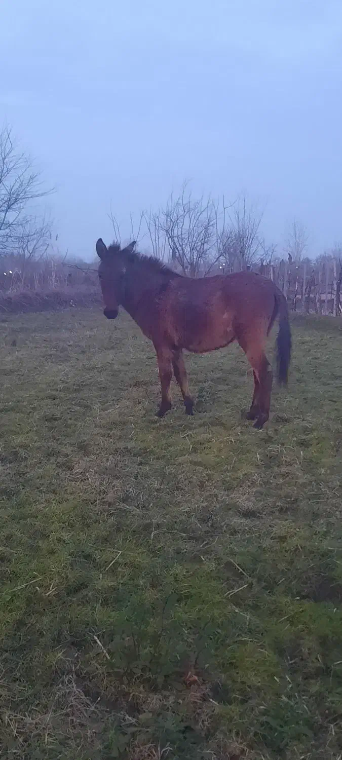 قاطر ۱۹ ماهه|اسب و تجهیزات اسبسواری|ضیابر, |دیوار