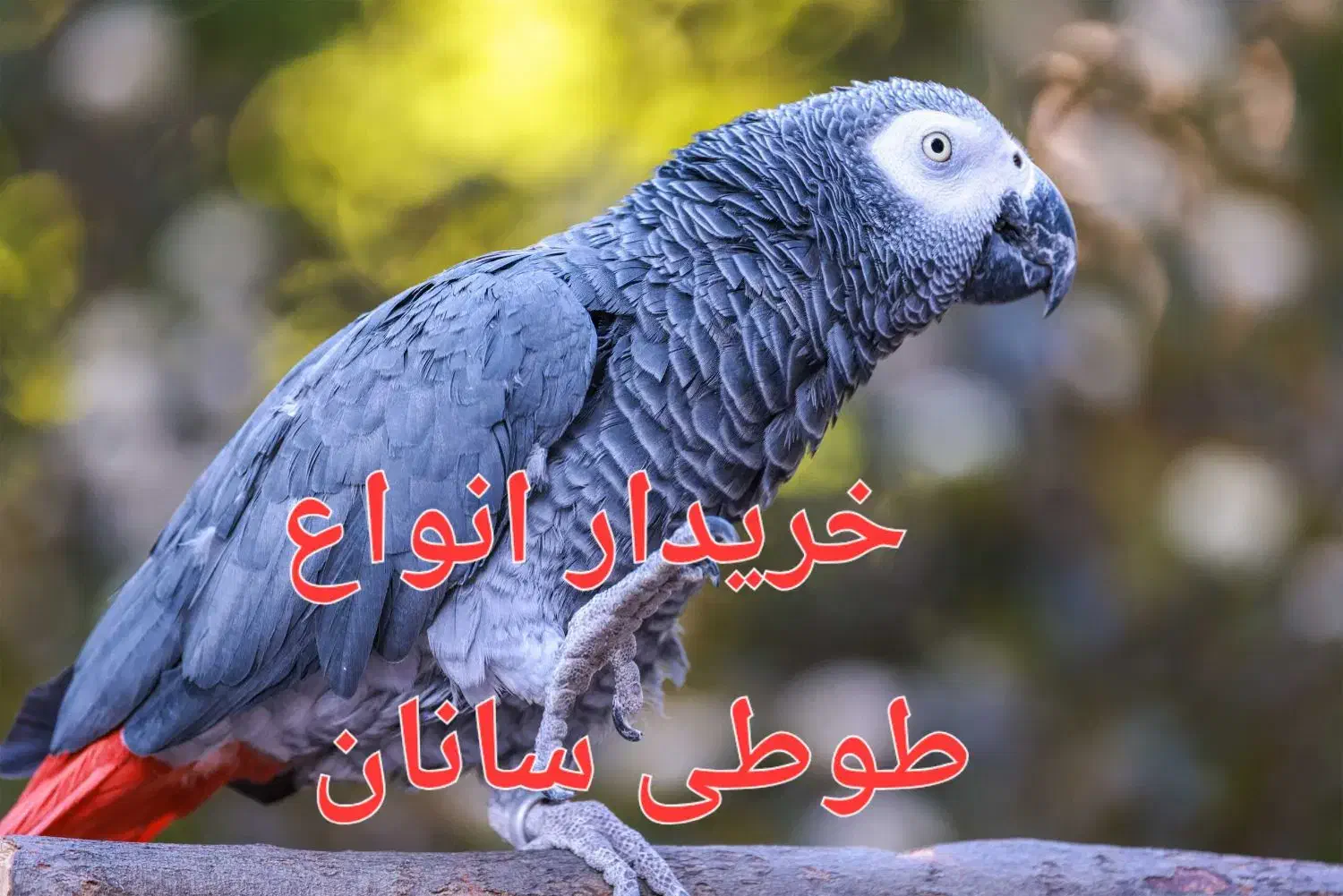 کاسکو شاه طوطی انواع پرندگان|پرنده|همدان, |دیوار