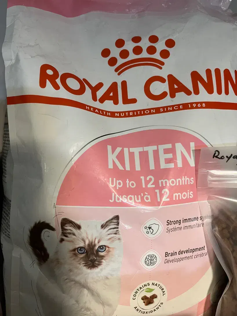 کیتن رویال کنین،پامر رویال و پاپی|لوازم جانبی حیوانات|شیراز, باغ تخت|دیوار