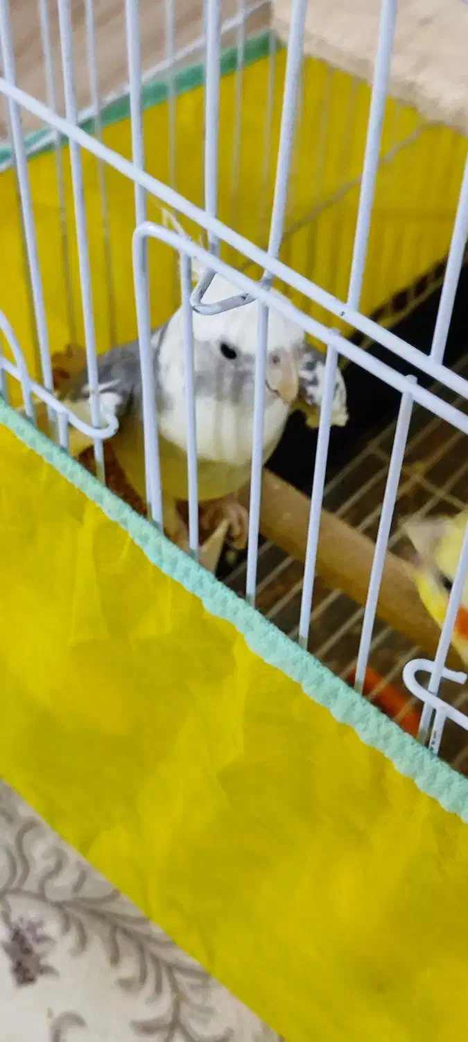 عروس هلندی نر آلبینو دوکت|پرنده|احمدآبادمستوفی, |دیوار