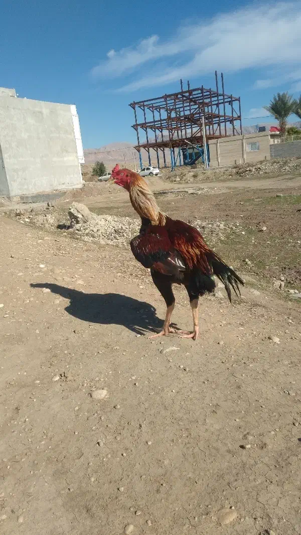 خروس لاری|حیوانات مزرعه|سرپل ذهاب, |دیوار