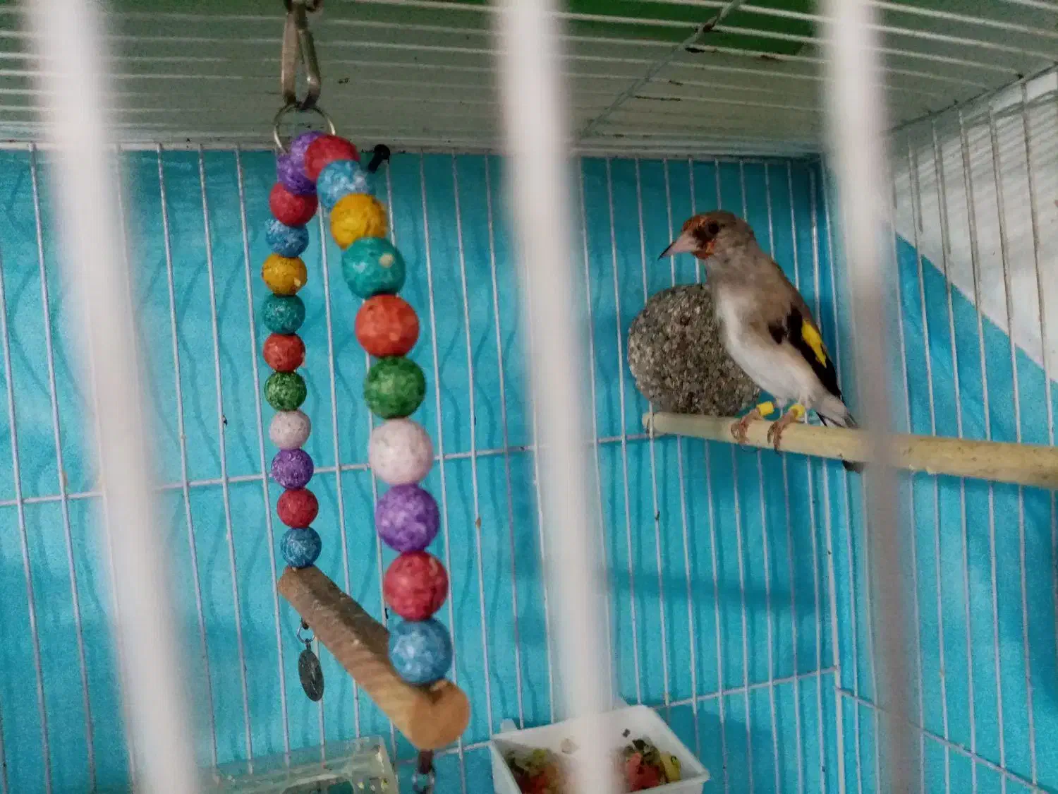 سهره نر.|پرنده|شیروان (خراسان), |دیوار