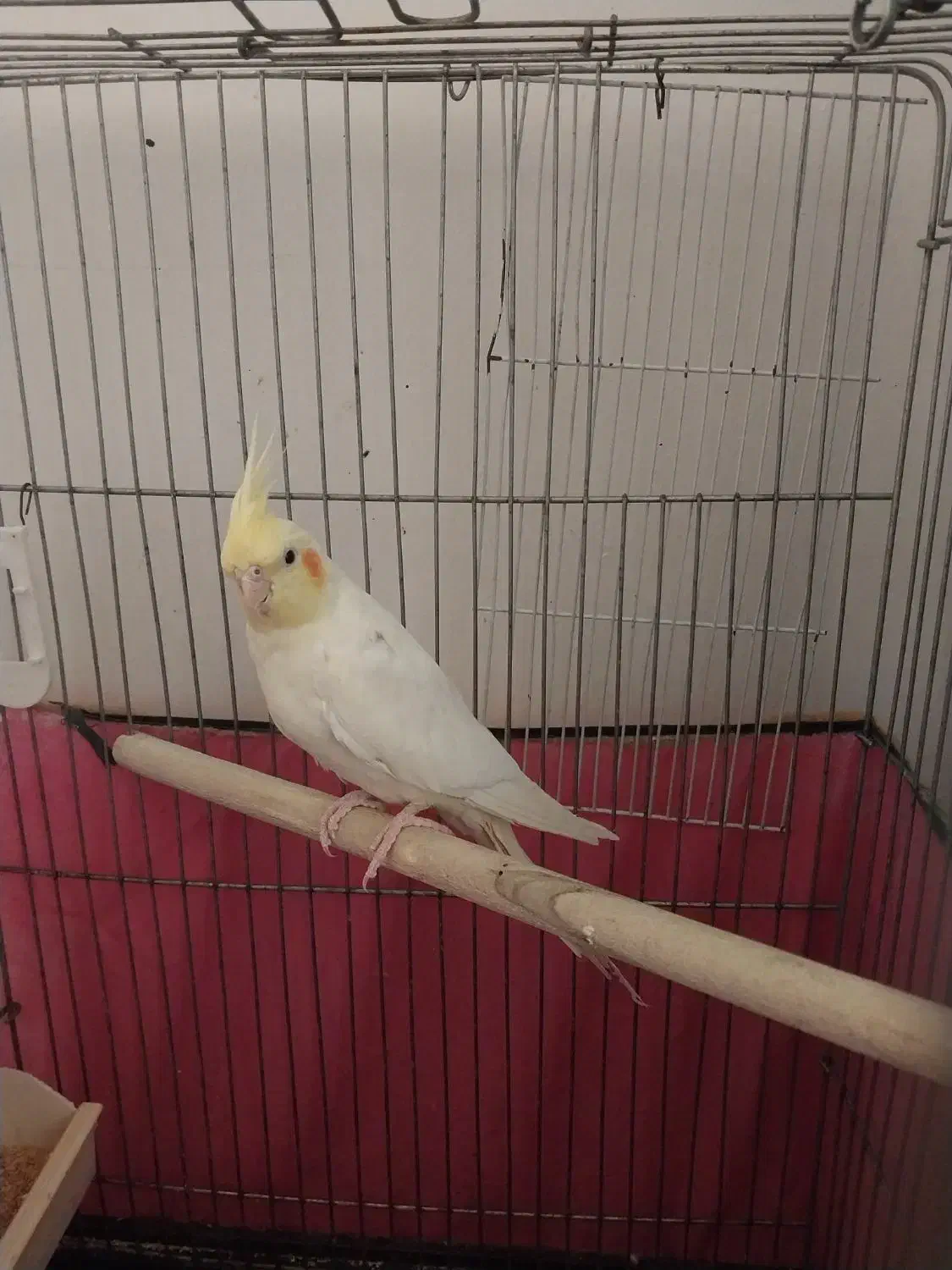 عروس هلندی ماده|پرنده|پاکدشت, پاکدشت (مامازند)|دیوار