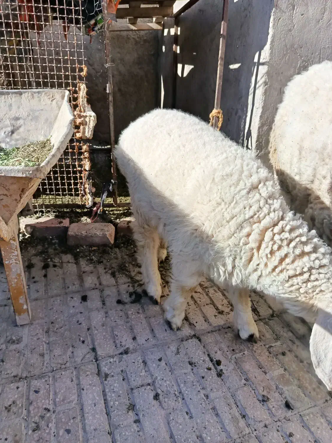 فروش بره|حیوانات مزرعه|خاش, |دیوار