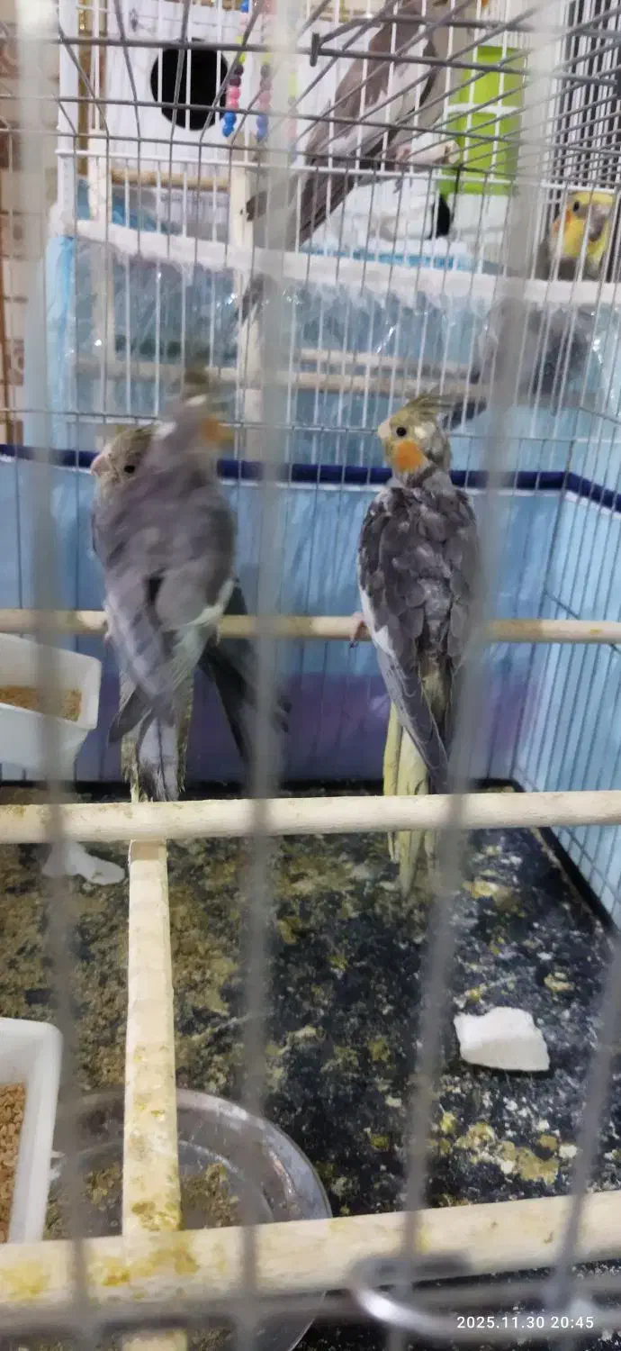 سه عدد عروس با وسایل|پرنده|قم, دروازه ری|دیوار