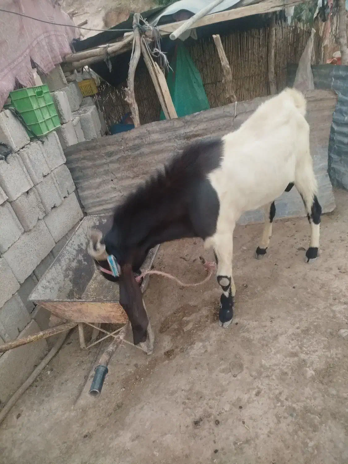 نربز پاکستانی|حیوانات مزرعه|ایلام, |دیوار