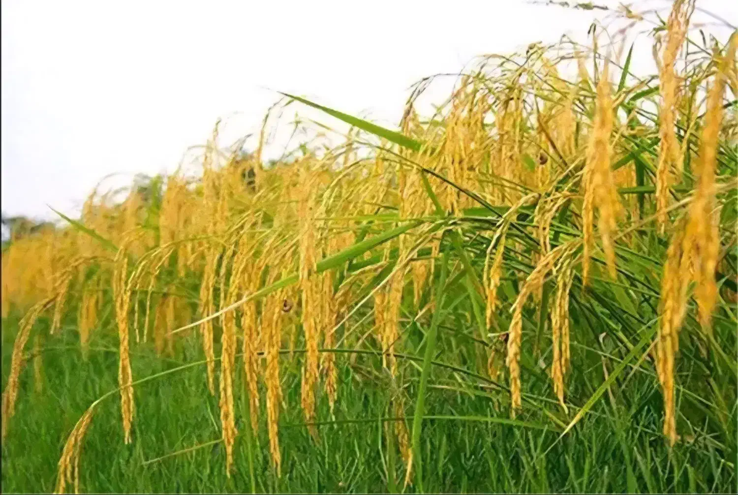 مزرعه برنجکاری|فروش زمین و ملک کلنگی|لنگرود, |دیوار