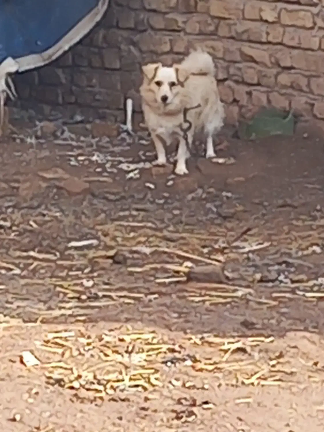 ۵قلاده سگ پاکوتاه پشمالو باهوش|سگ|قزوین, |دیوار