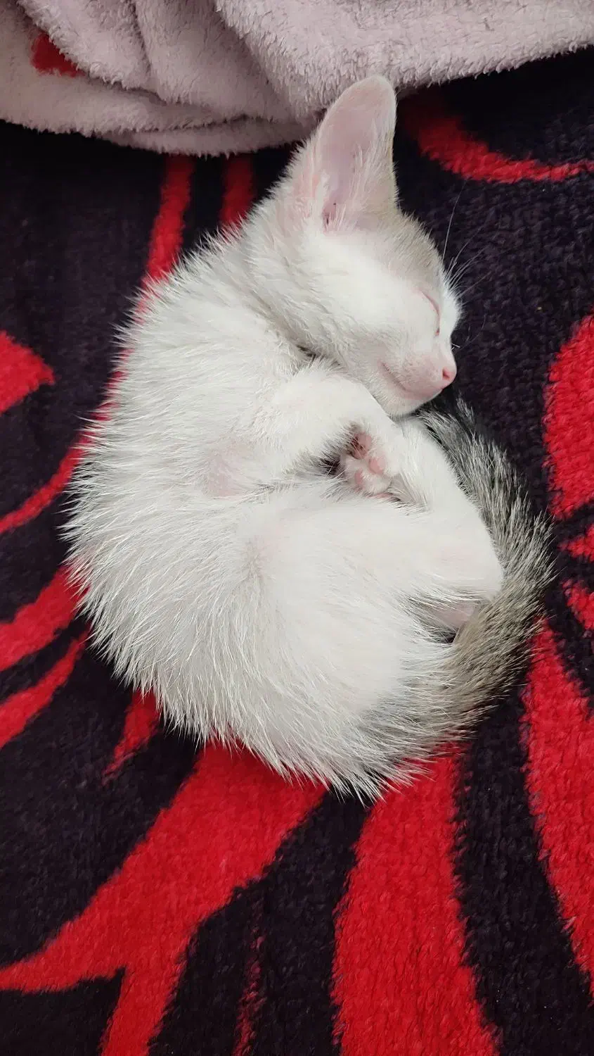 گمشده|حیوانات|بابلسر, |دیوار