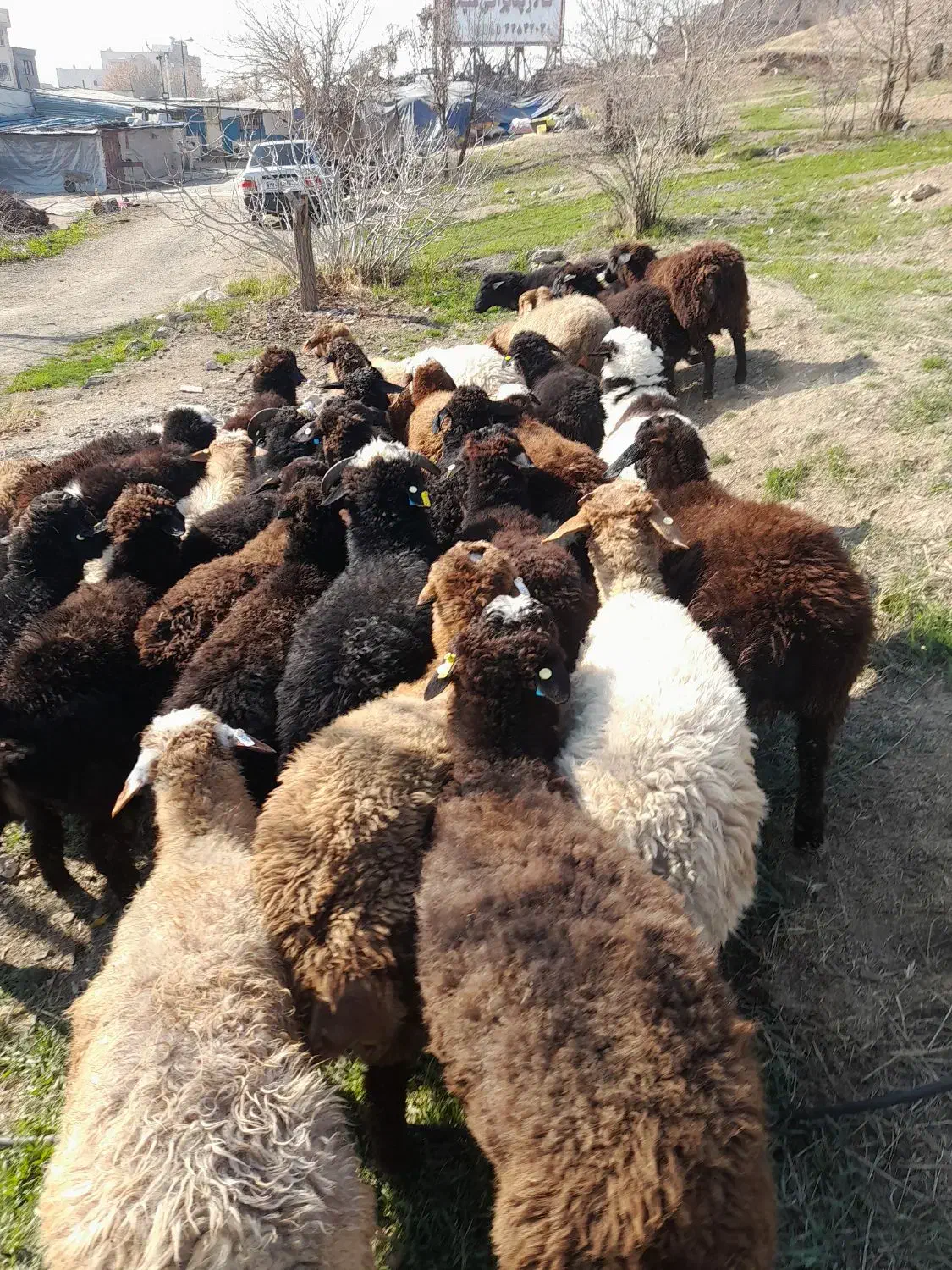 دام در تهران توحید وستارخان انقلاب زنده|حیوانات مزرعه|تهران, توحید|دیوار