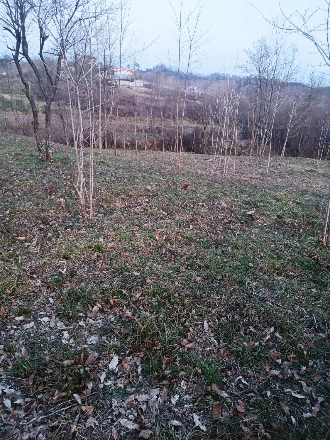 زمین ۴۰۰ متری بنگبر لاهیجان|فروش زمین و ملک کلنگی|لاهیجان, لیل|دیوار