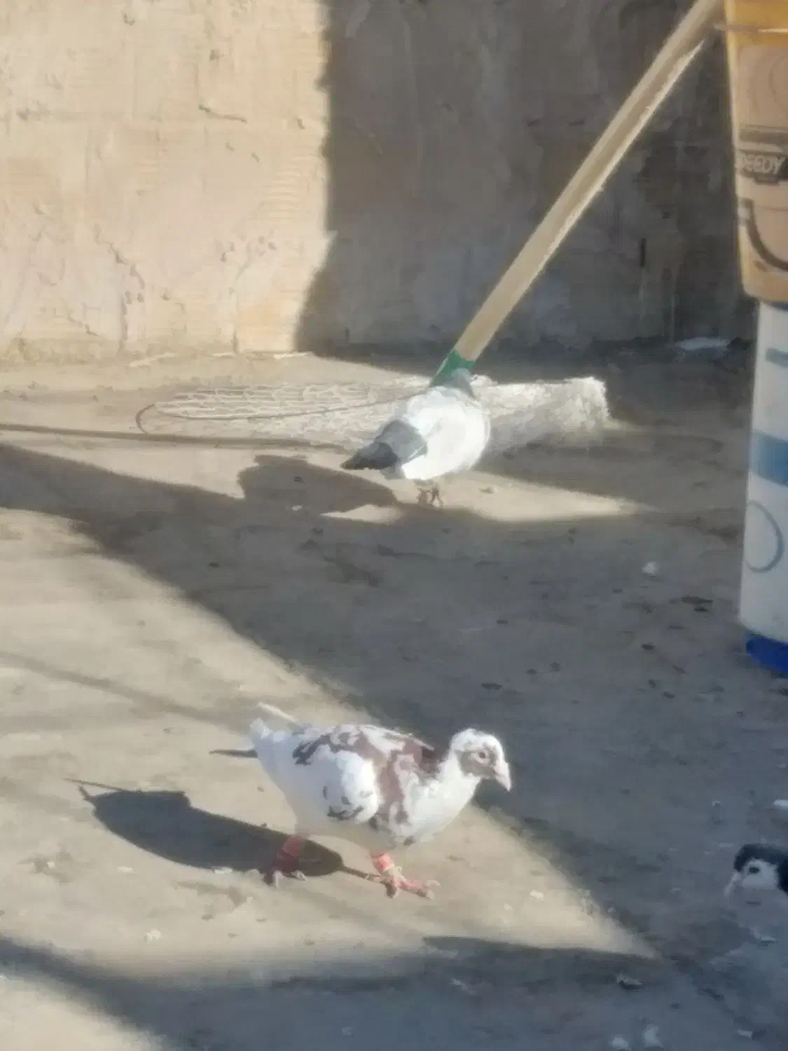 کفتر پرشی بی بوم|پرنده|تربت‌حیدریه, پیشکوه|دیوار