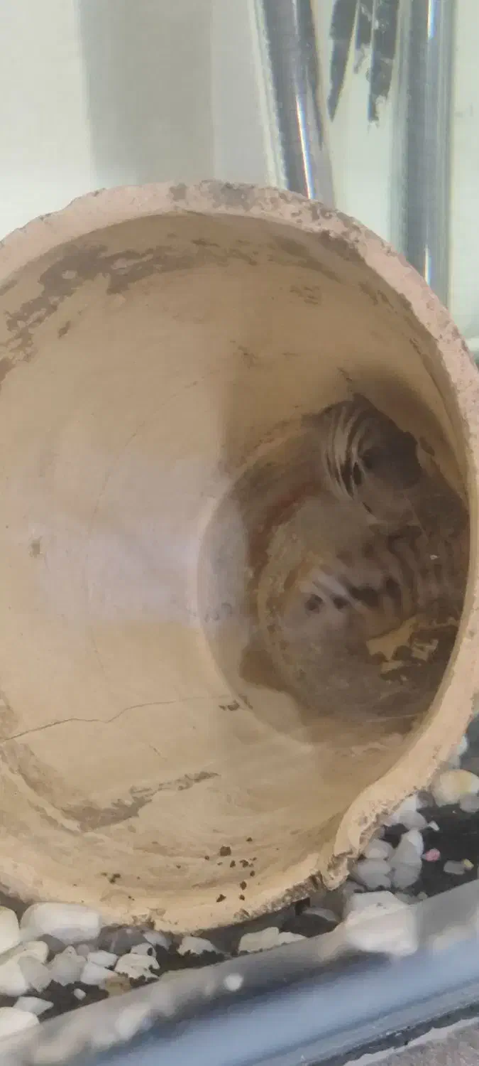 سچیلاید|ماهی|بندرعباس, |دیوار