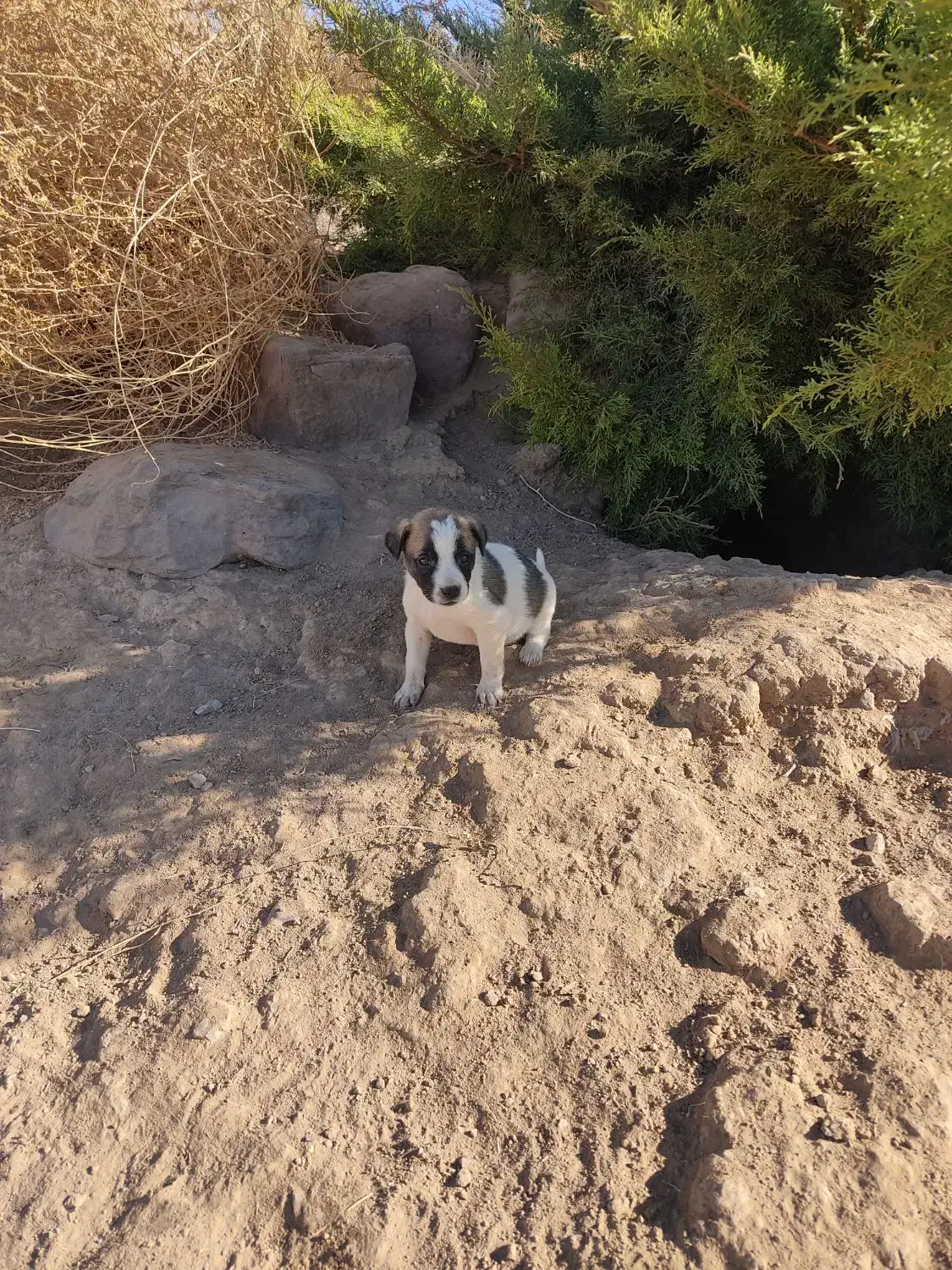 توله سگ نر و ماده فروش فوری|سگ|تربتحیدریه, حاجی یار|دیوار