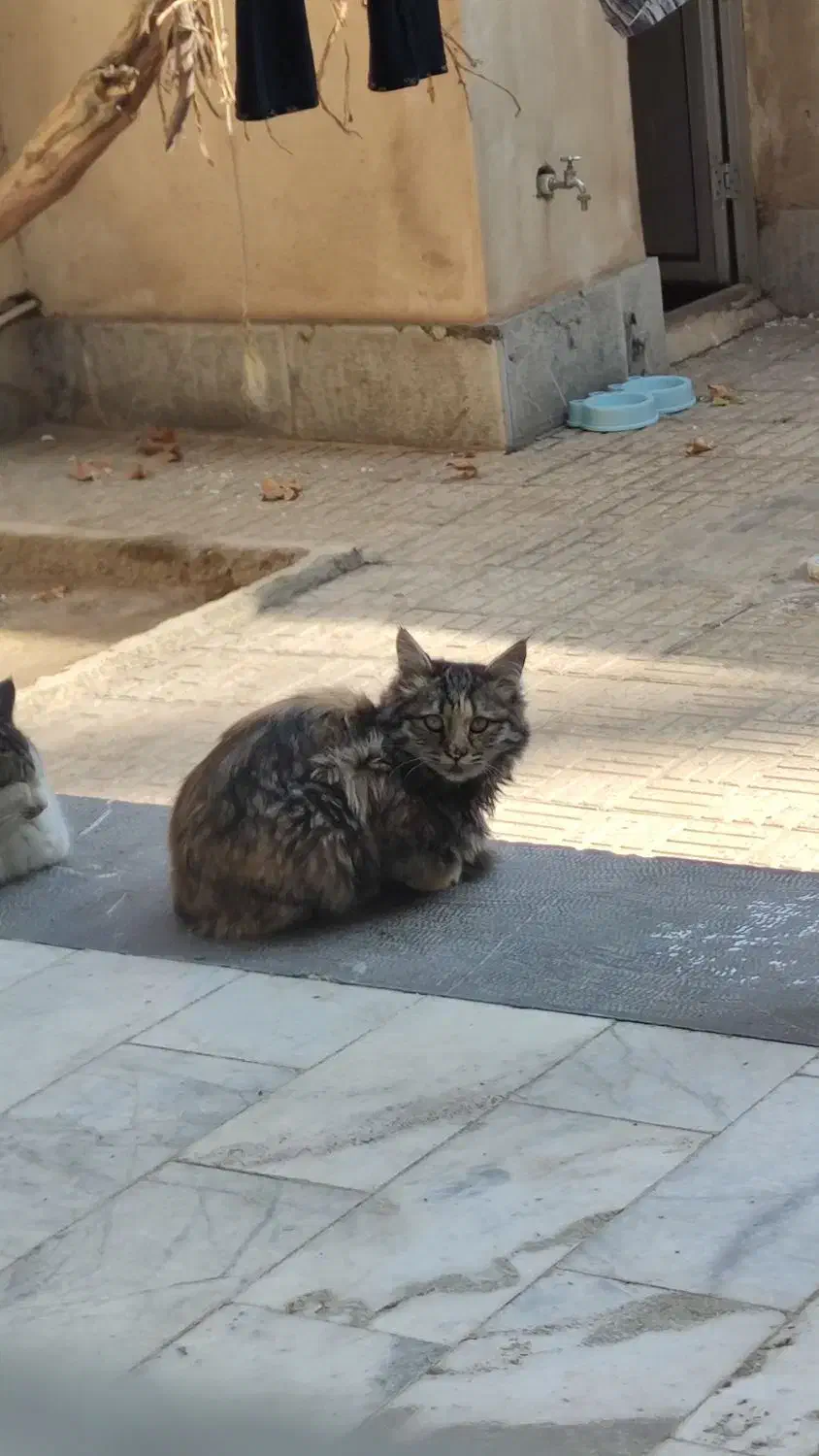 گربه dsh|گربه|رباط‌کریم, رباط‌کریم|دیوار