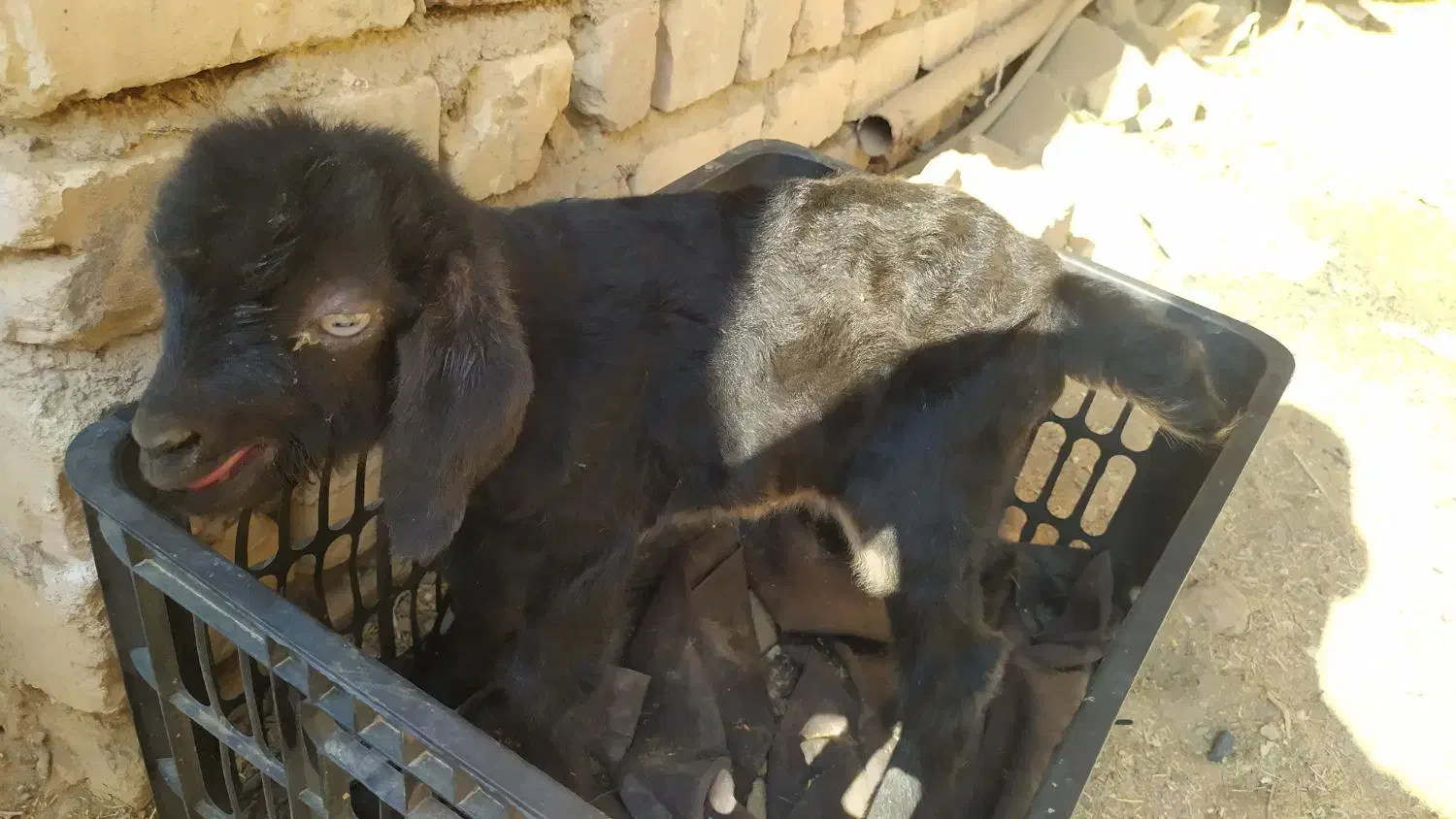 بزغاله نر ، شیرخور ، 12 روزه|حیوانات مزرعه|کویرات, |دیوار