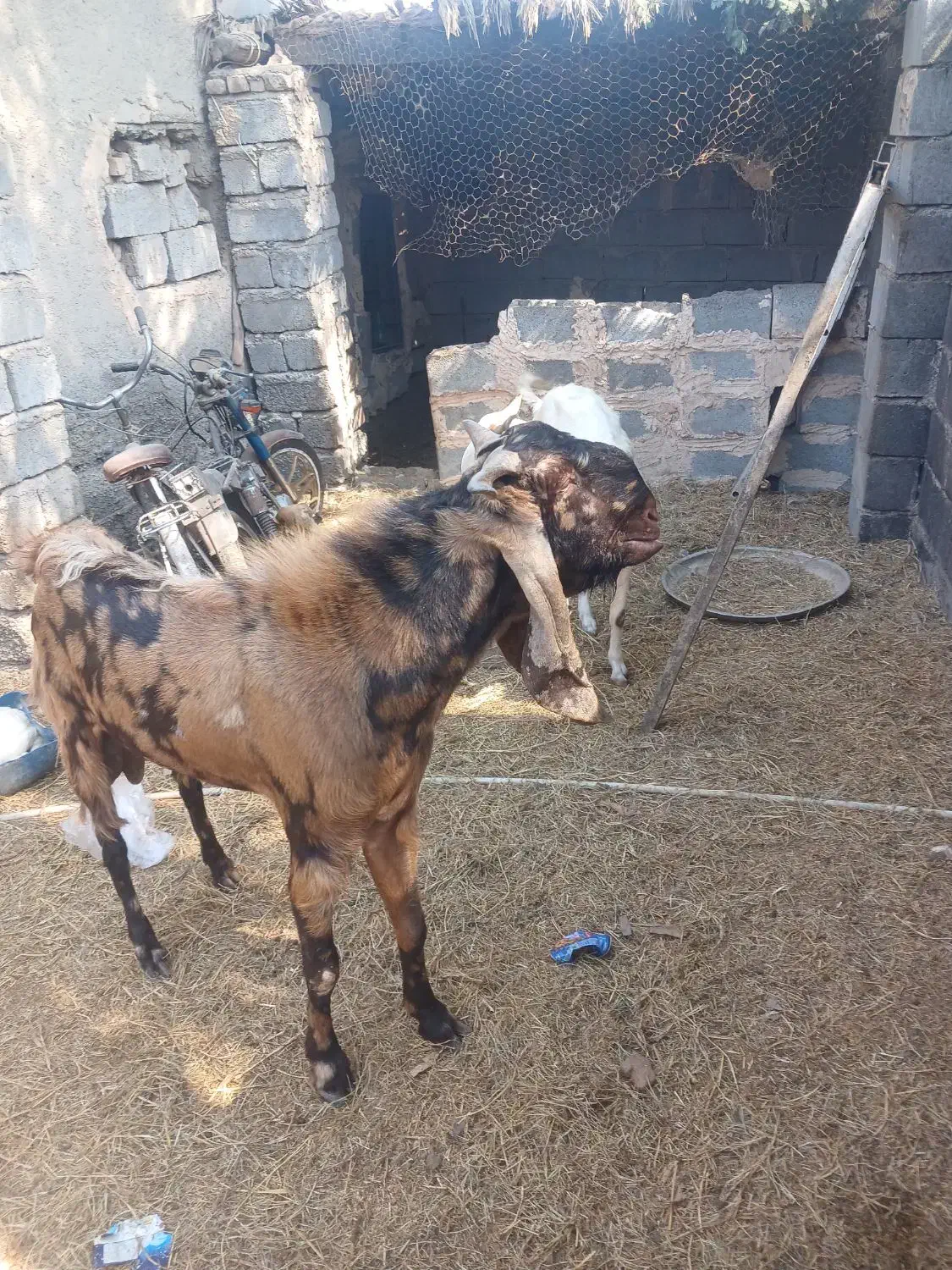 اصل|حیوانات مزرعه|میناب, |دیوار