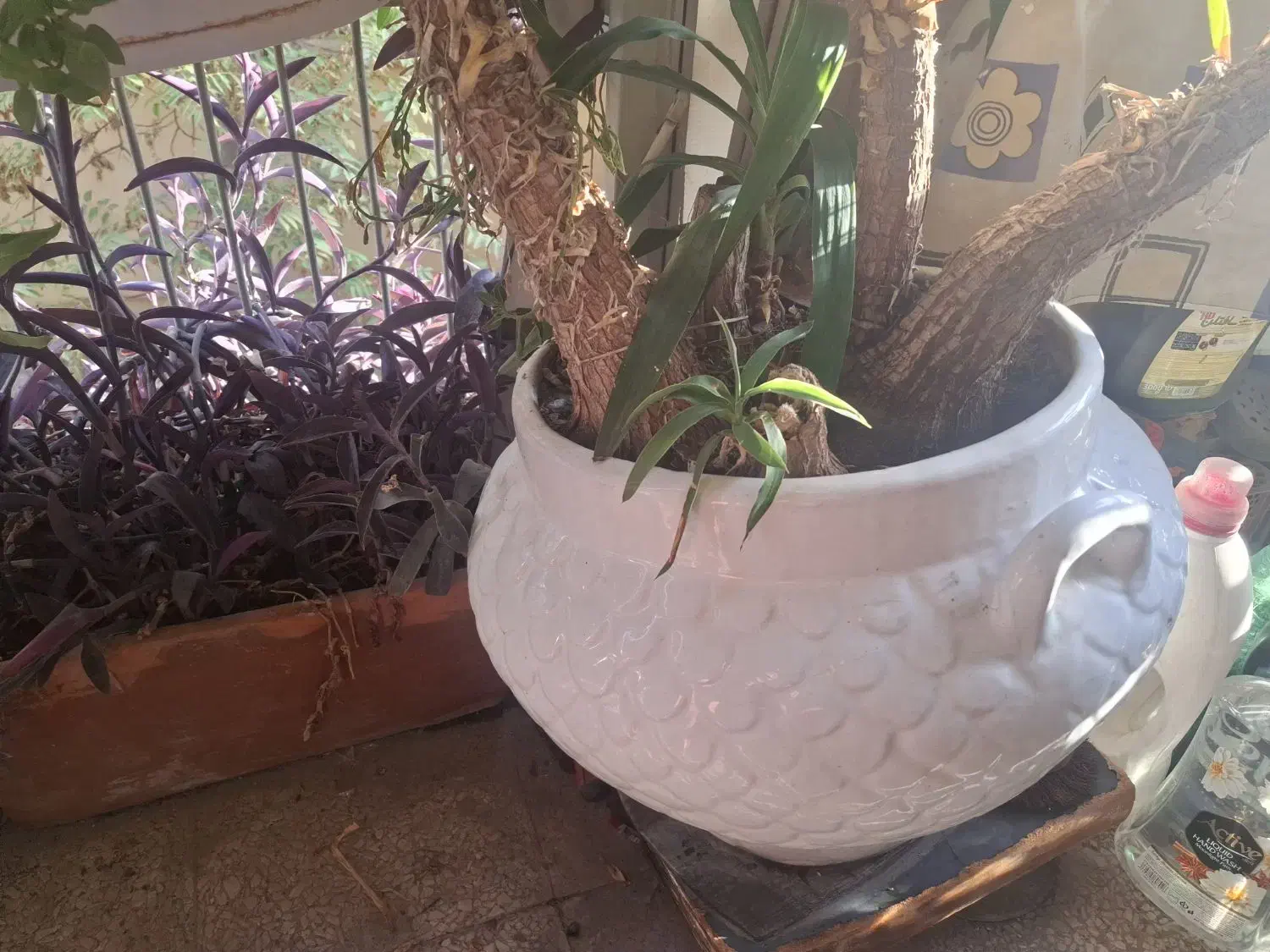 درختچه یوکا|گل و گیاه طبیعی|تهران, فلسطین (میدان انقلاب)|دیوار