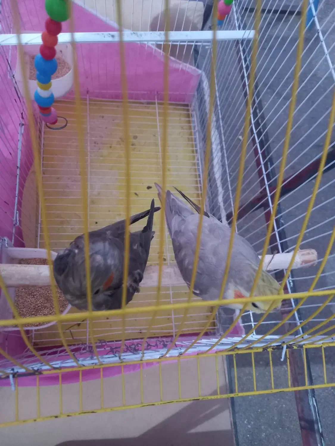 طوطی نر وماده|پرنده|هریس, |دیوار