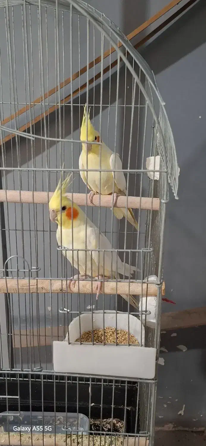 عروس هلندی لوتینو تاج بلند|پرنده|تهران, شهرک نفت|دیوار