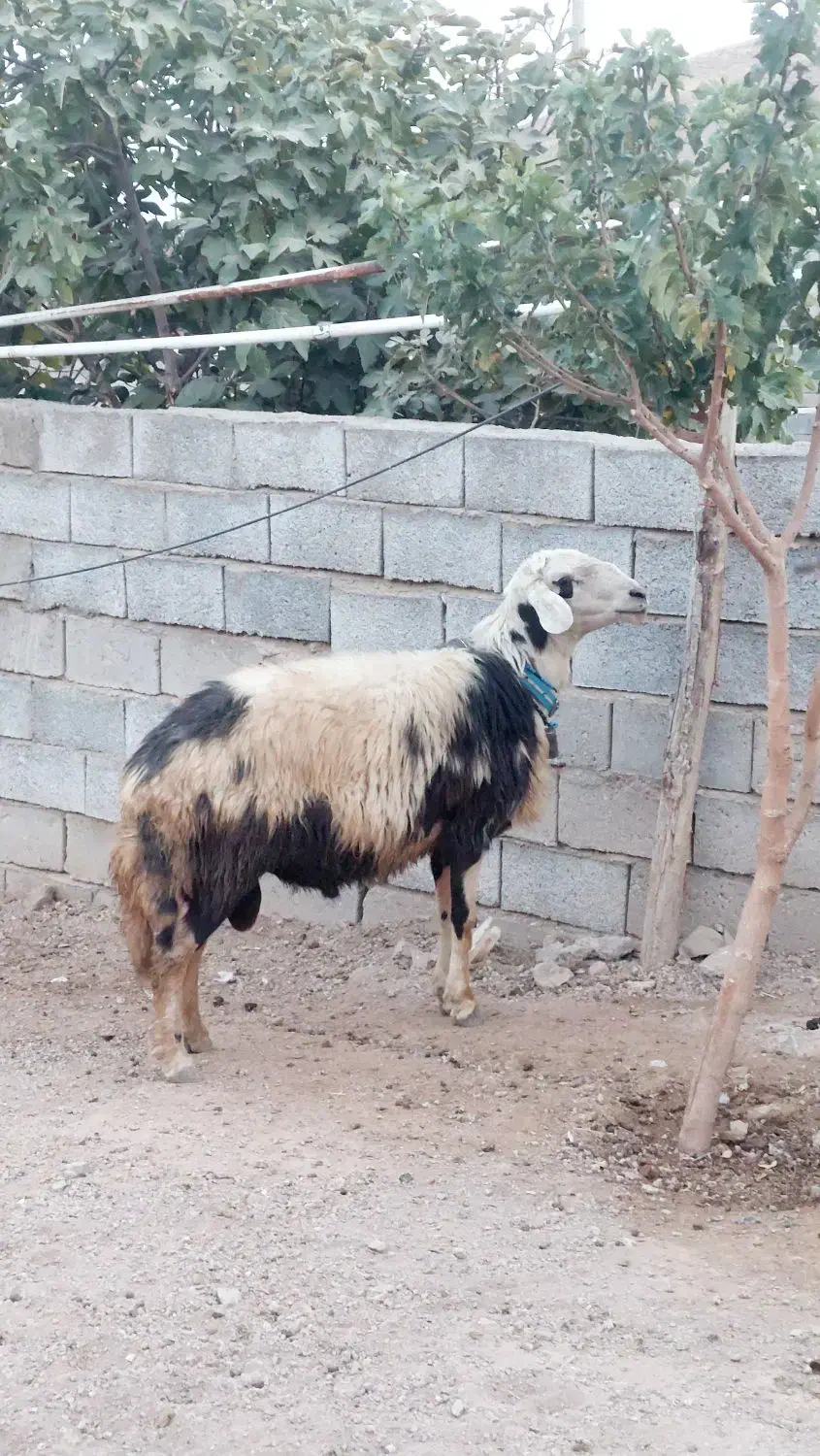 قوچ افشاری پلنگی زیباترین نژاد برتر|حیوانات مزرعه|صحنه, |دیوار