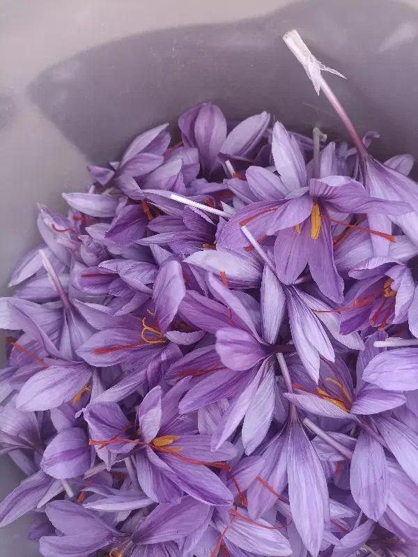 زعفران|خوردنی و آشامیدنی|آزادشهر, |دیوار
