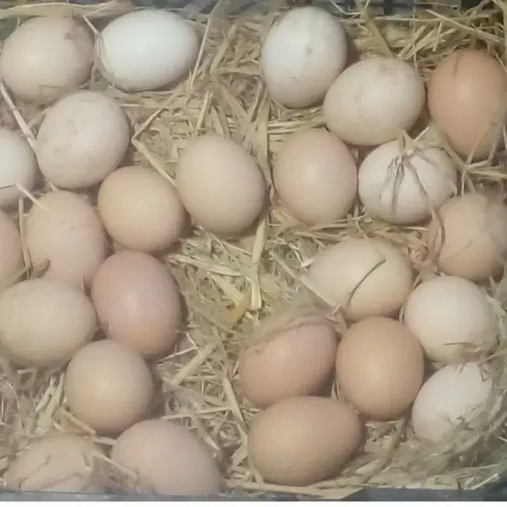 تخم مرغ محلی تازه|خوردنی و آشامیدنی|شهریار, رضی آباد بالا|دیوار