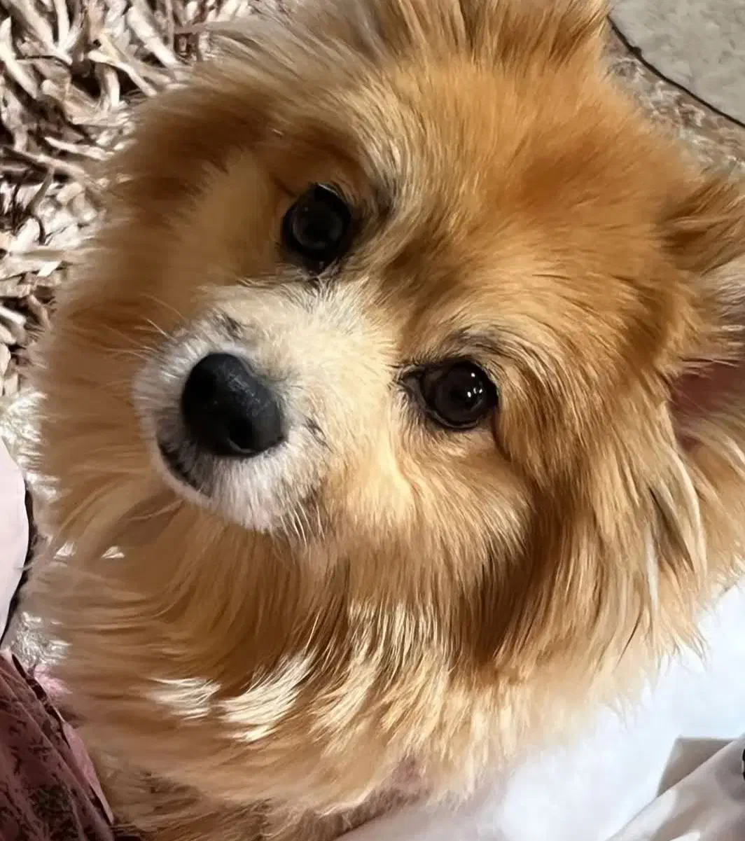 سگ گمشده|حیوانات|رشت, منظریه|دیوار