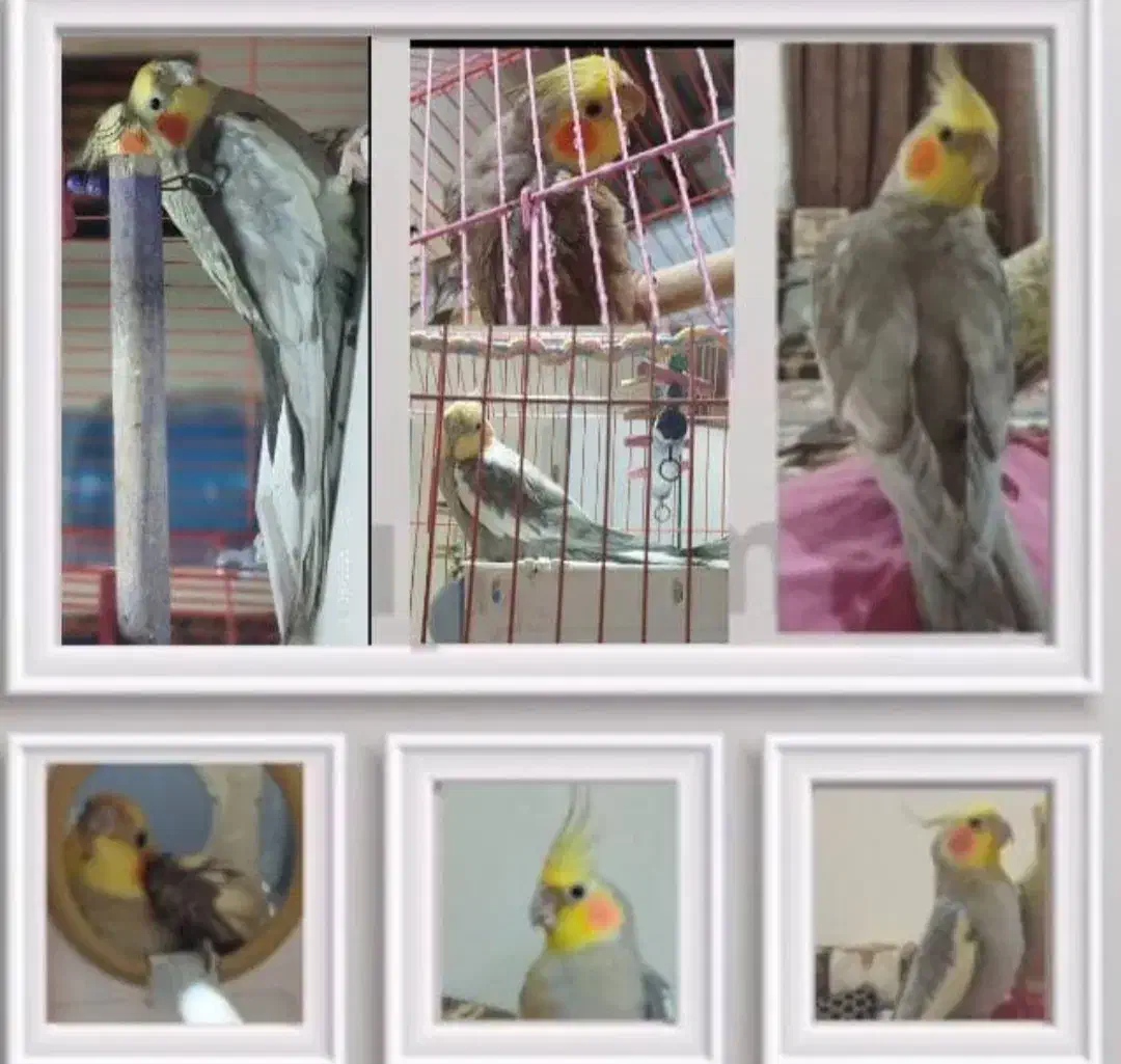 عروس هلندی  گم شده  مژدگانی خوب|پرنده|شادگان, |دیوار