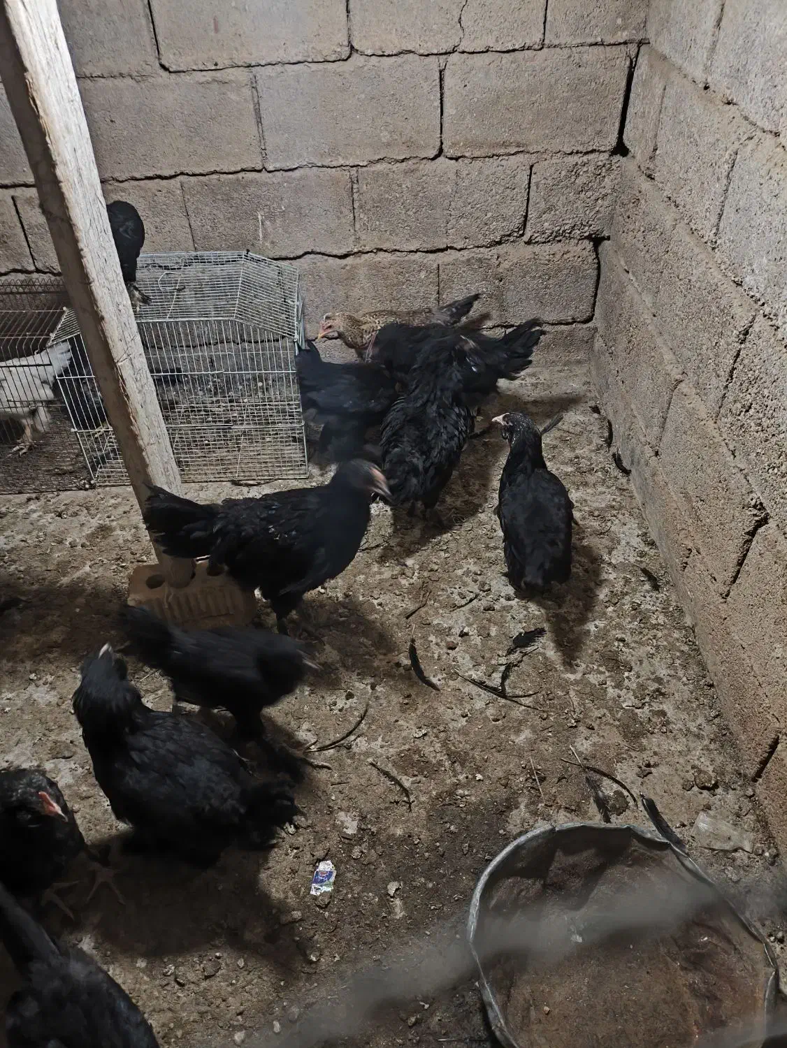 جوجه مرندی|حیوانات مزرعه|شیراز, میانرود|دیوار