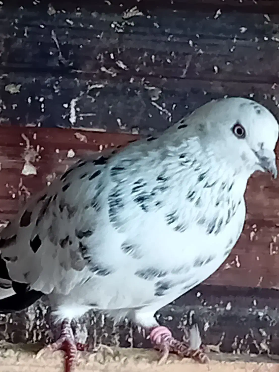 کبوتر گرفته|حیوانات|رشت, گلسار|دیوار