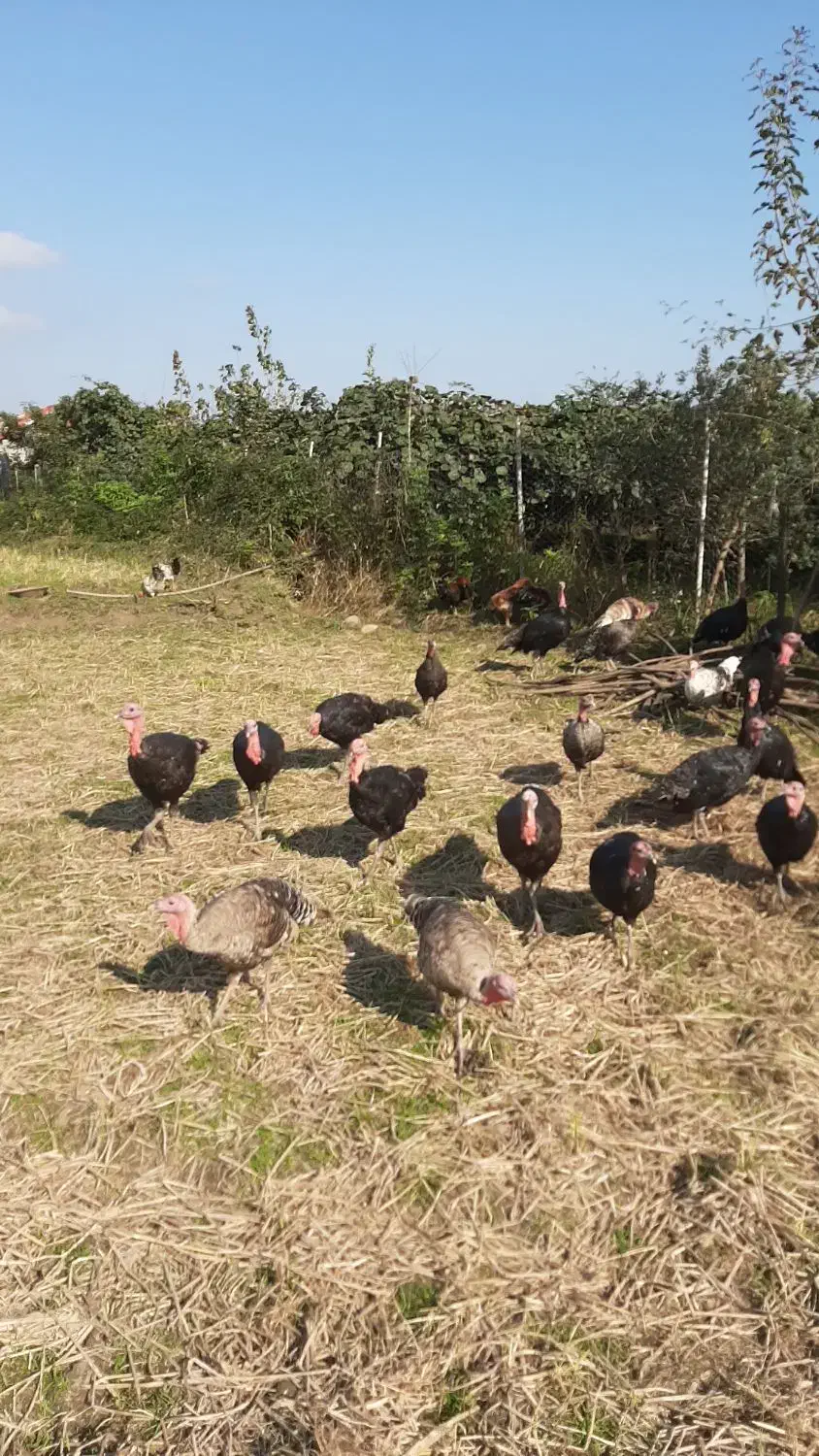 فروش بوقلمون|حیوانات مزرعه|لیسار, |دیوار