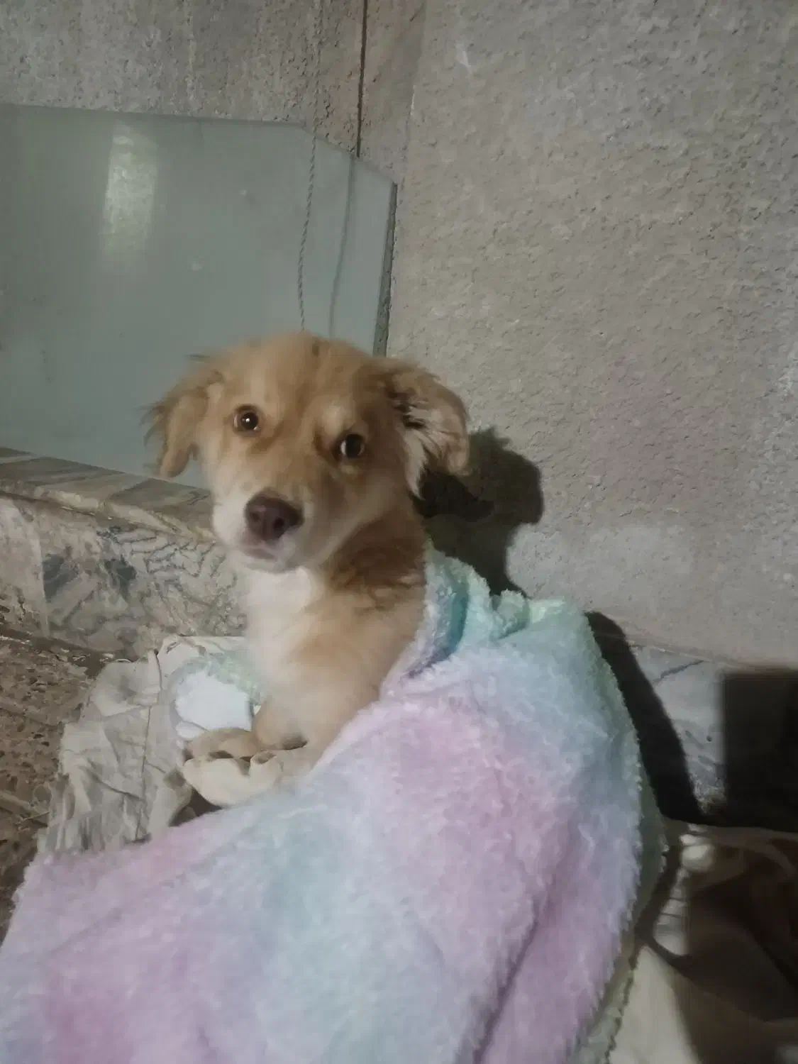 سگ اشپیتز|سگ|مشهد, ابوذر|دیوار