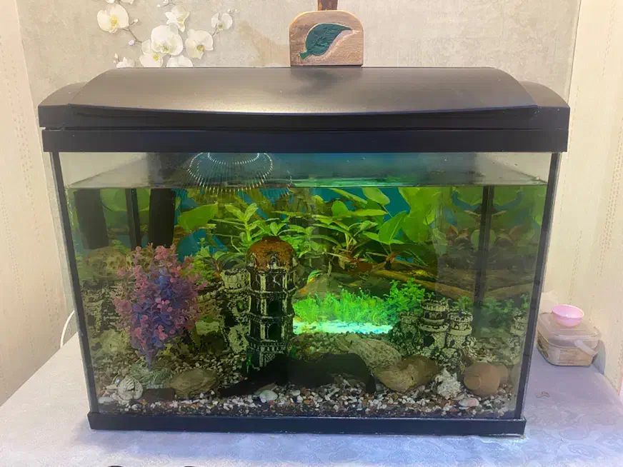 آکواریم هلنا|ماهیگیری|کرج, شاهین‌ویلا|دیوار