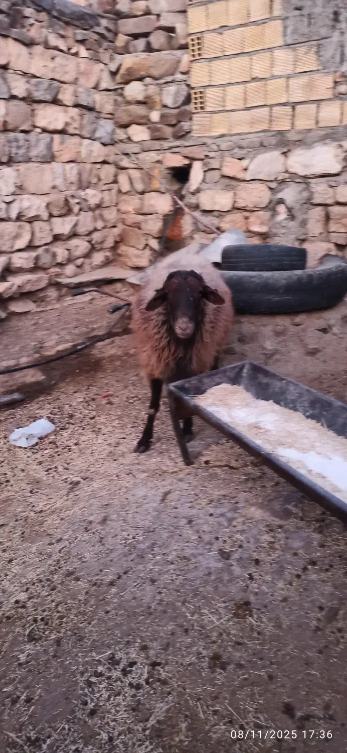 قوچ|حیوانات مزرعه|کوهدشت, |دیوار