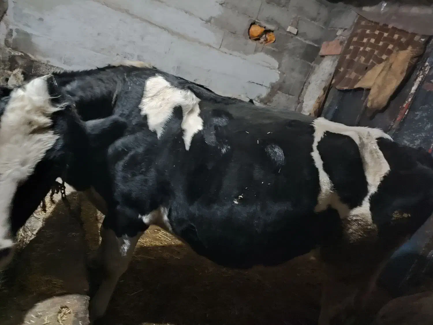 گاو|حیوانات مزرعه|نمین, |دیوار