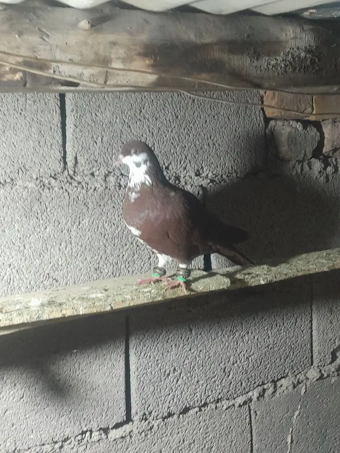 کفتر|پرنده|رضویه, |دیوار