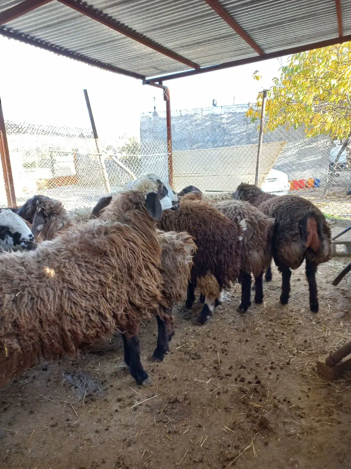 بره نر پروار شده|حیوانات مزرعه|نورآباد ممسنی, |دیوار