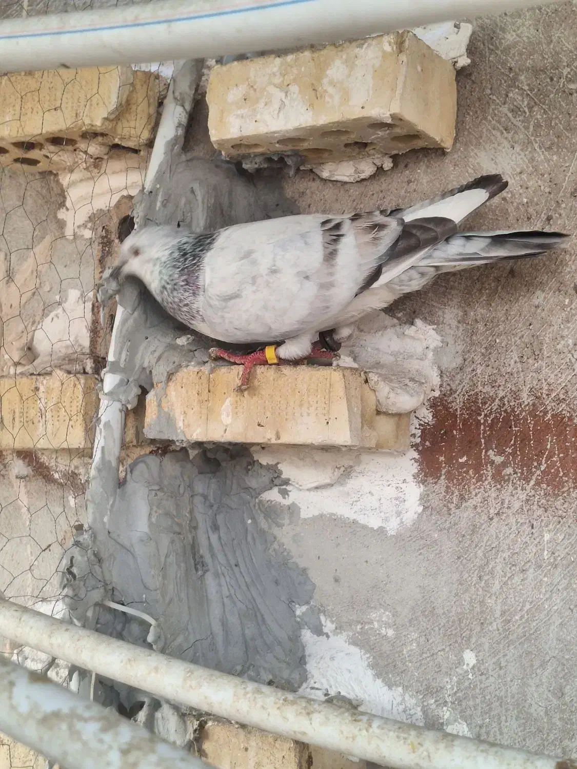 دورگ|پرنده|اهواز, کوی باهنر|دیوار