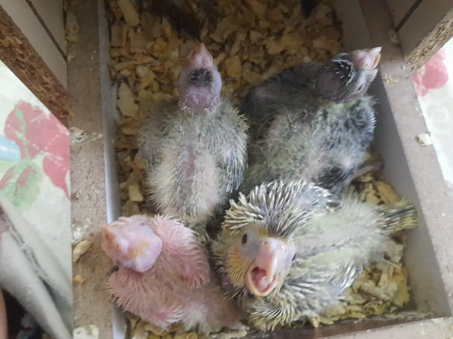 طوطی جوجه عروس هلندی|پرنده|کرج, چهارصد دستگاه|دیوار