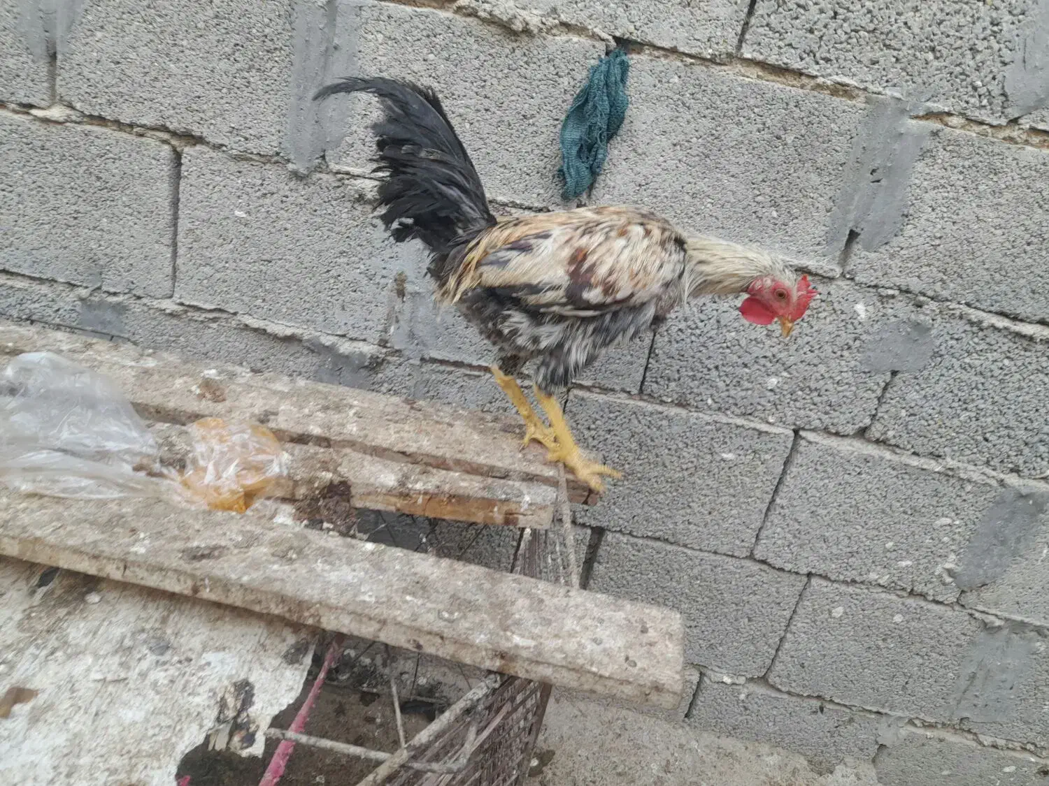 خروس گردن لخت و مرغ گناوه|حیوانات مزرعه|بندر گناوه, |دیوار